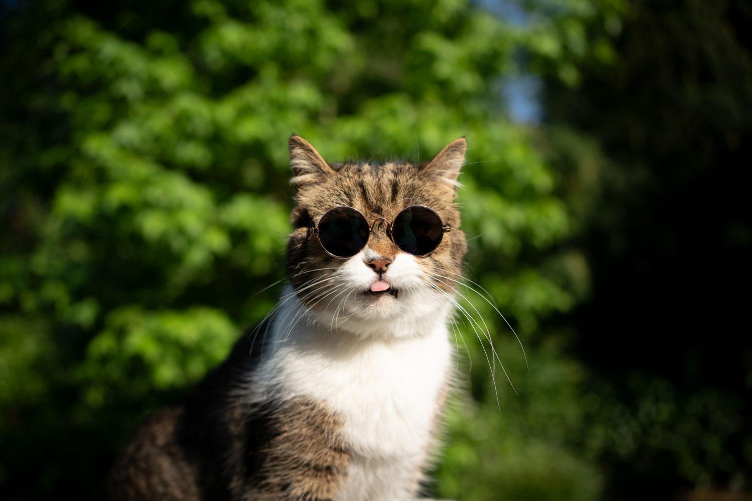 A gorgeous cat wearing round glasses sticking out his tongue
