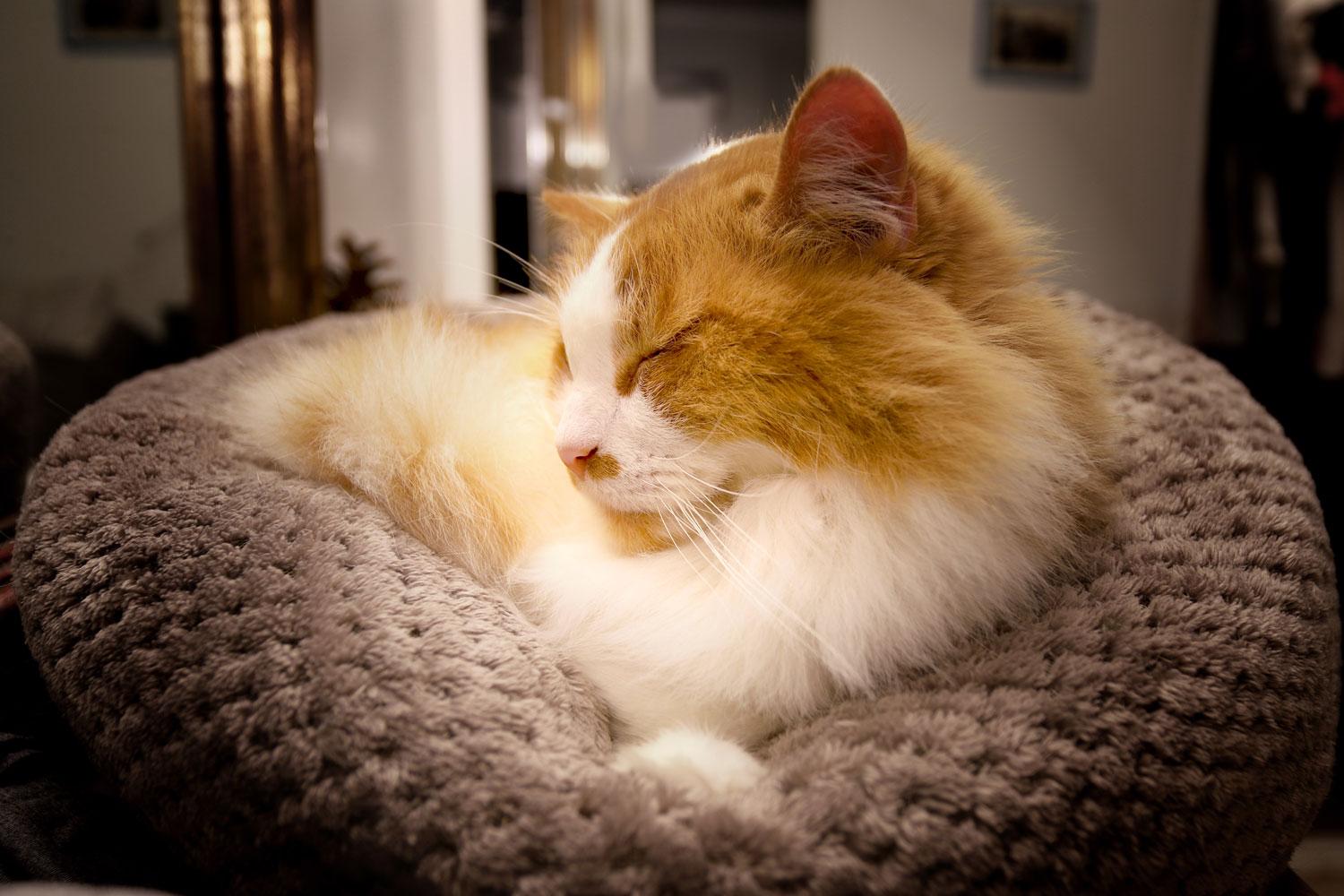 A long haired orange and white car sleeping on his small pouf bed