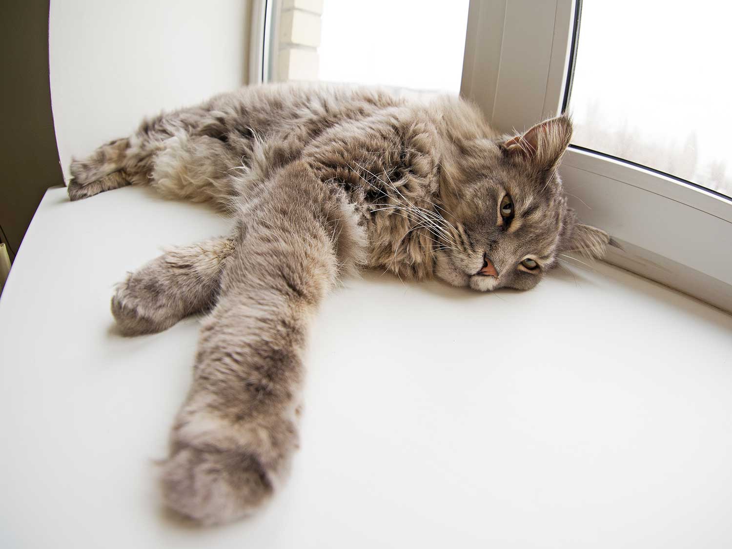 Lying cat by the window