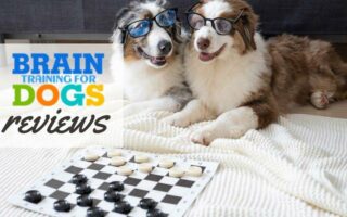 2 dogs with glasses on playing chess (Caption: Brain Training For Dogs Reviews)