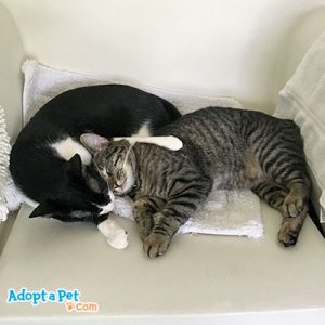 cat behavior includes cat snuggling