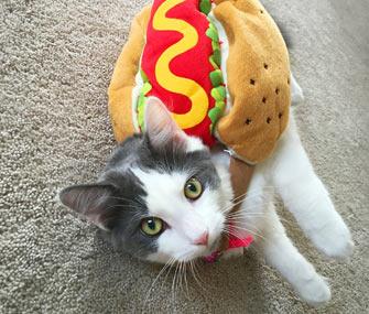 Cat wearing hot dog costume