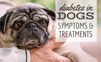 Old pug in man's arm (Caption: Diabetes In Dogs: Symptoms & Treatments)