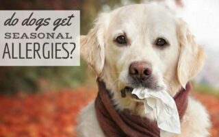 Golden retriever with tissue in mouth (Caption: Do Dogs Get Seasonal Allergies?)