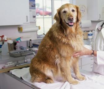 Golden Retriever being examined by a vet