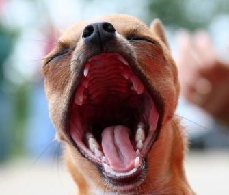 Dog with mouth wide open