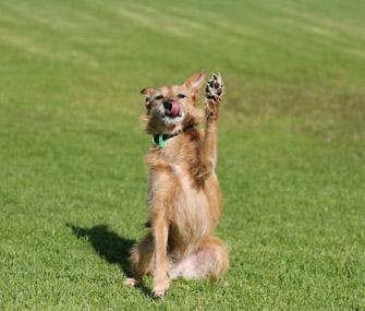 Dog waving paw