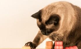 Cat doing food puzzle