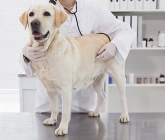 Labrador Retriever being examined by veterinarian