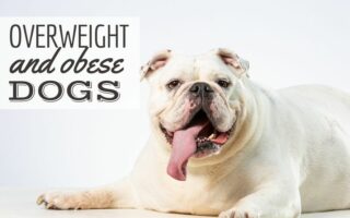 Close up of a big overweight white bulldog looking in the camera with his tongue sticking out (Caption: Overweight And Obese Dogs)