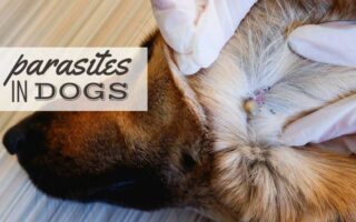 Removing a tick from dog's fur (Caption: Parasites In Dogs)