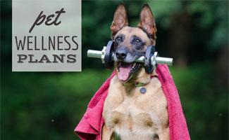 Dog with barbell in mouth (Caption: Pet Wellness Plans)