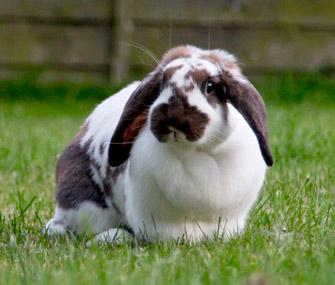 Rabbit on a lawn