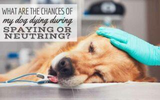 Golden dog laying on surgery bed (Caption: What Are The Chances Of My Dog Dying During Spaying Or Neutering Surgery?)