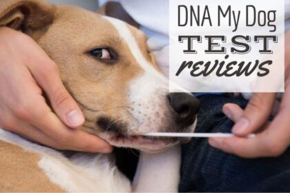 recensioni-dna-my-dog:-cosa-puo-dirti-questo-test-di-identificazione-della-razza-a-casa?
