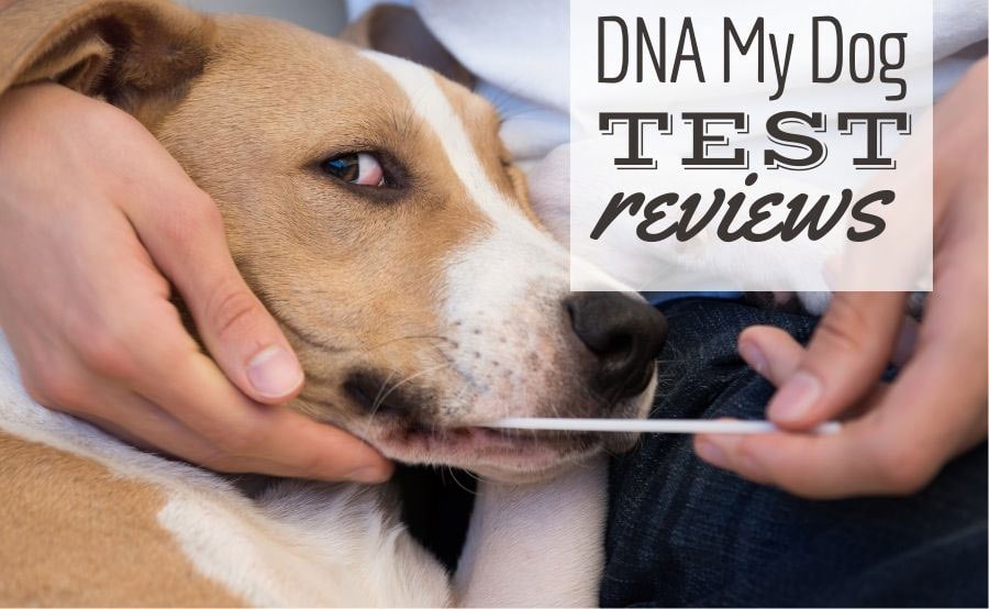 recensioni-dna-my-dog:-cosa-puo-dirti-questo-test-di-identificazione-della-razza-a-casa?