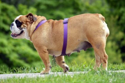 8-elementi-utili-per-gestire-e-trattare-l'obesita-nei-cani