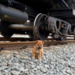 un-cucciolo-senzatetto-ha-vissuto-la-vita-pericolosa-della-caccia-al-cibo-lungo-la-ferrovia