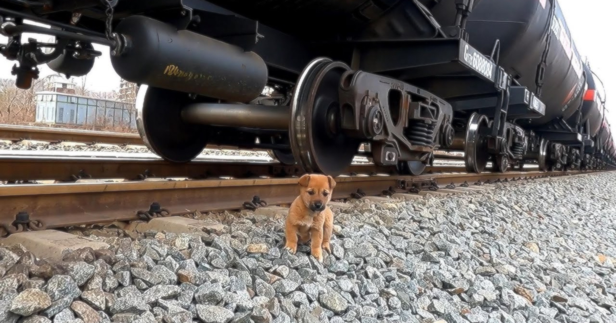 un-cucciolo-senzatetto-ha-vissuto-la-vita-pericolosa-della-caccia-al-cibo-lungo-la-ferrovia