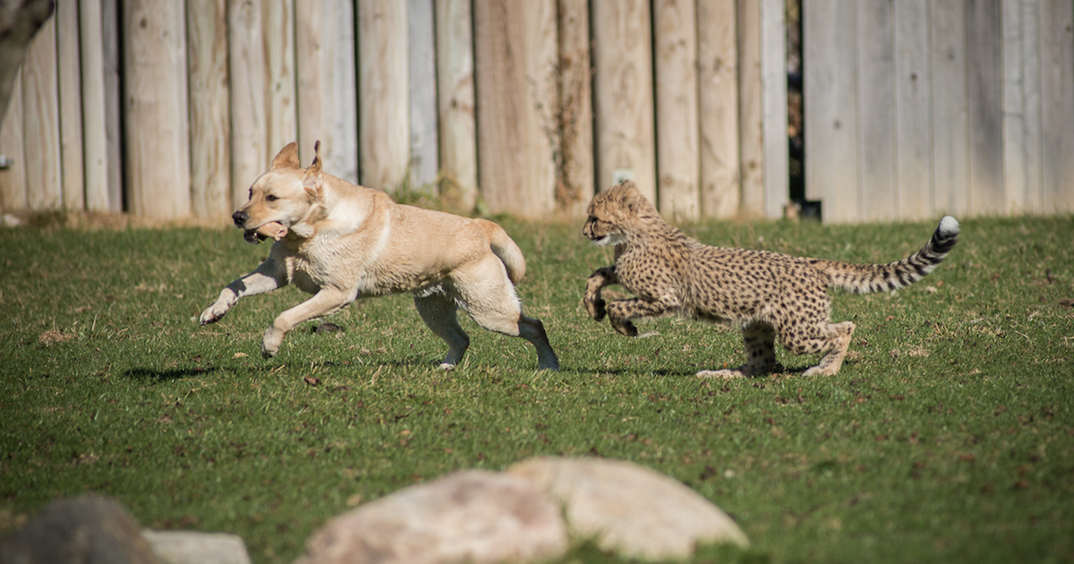 l'amato-cane-“cheetah-ambassador”-muore,-ma-la-sua-eredita-sopravvive