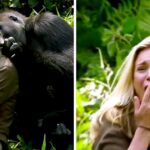 6-anni-dopo-aver-allevato-un-gorilla-selvatico,-ha-presentato-sua-moglie-e,-nonostante-gli-avvertimenti,-si-e-avvicinata-troppo