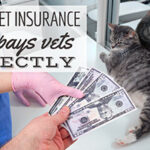 la-migliore-assicurazione-per-animali-domestici-che-paga-direttamente-i-veterinari