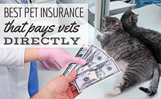 la-migliore-assicurazione-per-animali-domestici-che-paga-direttamente-i-veterinari