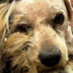 il-cane-senzatetto-soffriva-dappertutto-e-non-riusciva-a-comunicare-il-suo-dolore-alle-persone