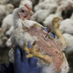 influenza-aviaria:-l'inizio-di-un'altra-pandemia?-l'uomo-cattura-l'influenza-aviaria-nel-regno-unito