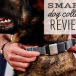 il-miglior-collare-per-cani-intelligente:-fi-vs-whistle-vs-tractive-vs-fitbark-vs-halo-e-altro