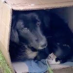 mamma-cagnolina-trovata-impacchettata-in-una-scatola-di-cartone-con-i-suoi-cuccioli