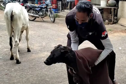 anche-la-mucca-sapeva-che-questo-cane-aveva-bisogno-di-aiuto,-accompagna-il-suo-amico-dai-soccorritori