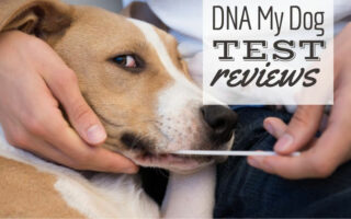 Dog getting cheek swabbed for DNA Test (Caption: DNA My Dog Test Reviews)