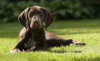 German Shorthaired Pointer laying in grass