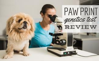 Female vet with dog and microscope (Caption: Paw Print Genetics Test Review)