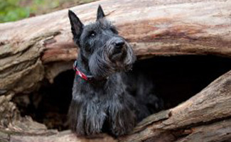 Scottish Terrier in a Hollow Log