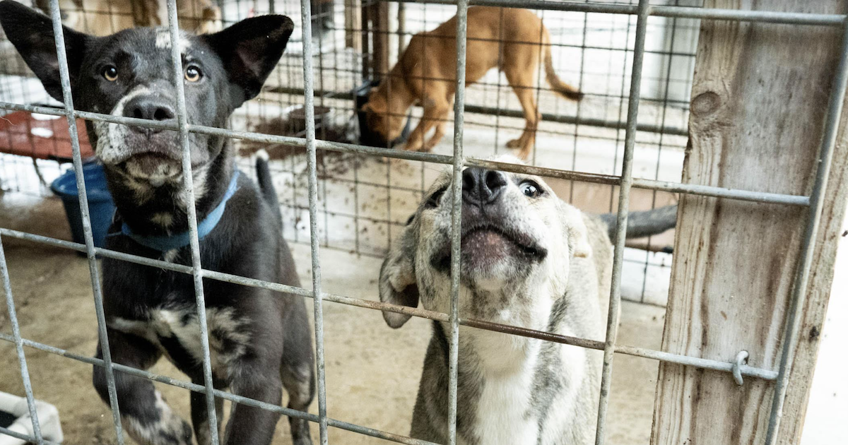 gli-amanti-dei-cani-dedicati-mostrano-la-parola-come-salvare-i-cuccioli-di-rifugio-rurale