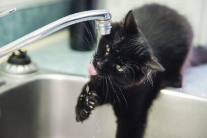 perche-al-mio-gatto-piace-bere-dal-rubinetto?