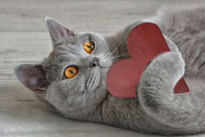 regali-per-gatti-di-san-valentino-che-il-tuo-animale-domestico-adorera