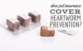 l'assicurazione-per-animali-domestici-copre-la-prevenzione-della-filariosi-cardiopolmonare?