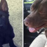 la-polizia-chiede-aiuto-per-catturare-un-serial-killer-selvaggio-che-ha-torturato-e-ucciso-3-cani