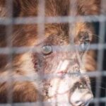 oltre-100-cani-liberati-da-una-terribile-situazione-di-accaparramento-in-alabama