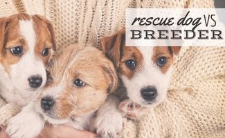 rescue-vs-breeder:-decidere-cosa-e-giusto-per-te