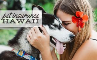la-migliore-assicurazione-per-animali-domestici-alle-hawaii:-quale-compagnia-offre-la-massima-copertura-e-prezzo-nello-stato-di-aloha?