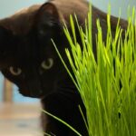 un-kit-per-erba-gatta-puo-salvare-le-tue-piante-d'appartamento-dal-tuo-gatto?