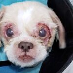 una-donna-ha-portato-il-cane-a-subire-l'eutanasia-invece-di-dargli-l'aiuto-di-cui-aveva-bisogno