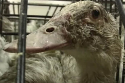 divieto-di-foie-gras-e-pelliccia:-il-governo-potrebbe-tradire-gli-animali-e-il-pubblico-britannico