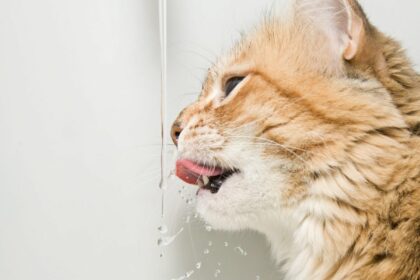 perche-ai-gatti-piace-l'acqua-corrente?