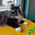 la-gatta-tartufi-conquista-il-daltonismo-con-occhiali-speciali