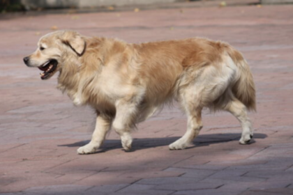 boswellia-serrata-per-cani:-il-segreto-per-lenire-le-articolazioni-doloranti